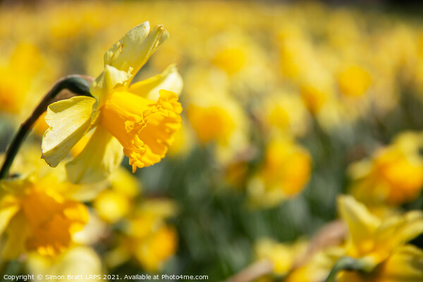 Yellow daffodil field with one in focus Picture Board by Simon Bratt LRPS