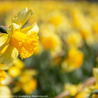 Buy canvas prints of Yellow daffodil field with one in focus by Simon Bratt LRPS