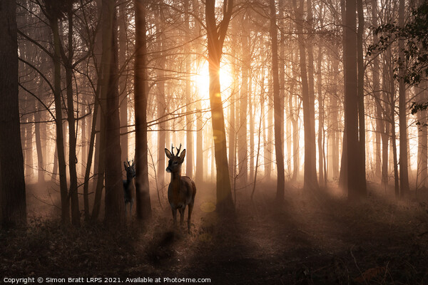 Deer in woods at sunrise in Norfolk England Picture Board by Simon Bratt LRPS