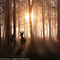 Buy canvas prints of Deer in woods at sunrise in Norfolk England by Simon Bratt LRPS