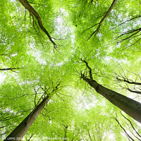 Buy canvas prints of Spring tree canopy leaves from below by Simon Bratt LRPS