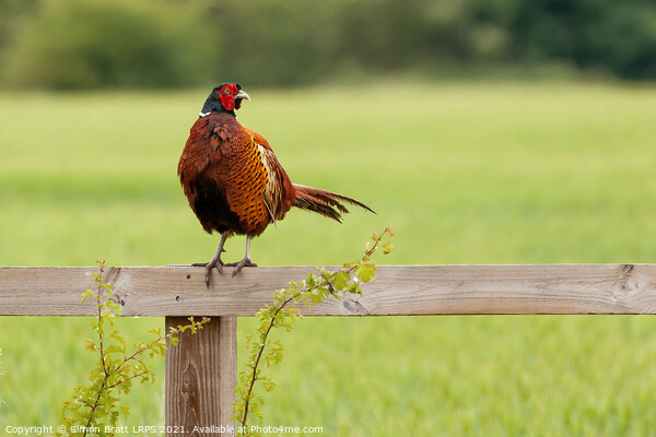 Wild pheasant male bird sat on a wooden fence in N Picture Board by Simon Bratt LRPS