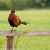 Buy canvas prints of Wild pheasant male bird sat on a wooden fence in N by Simon Bratt LRPS
