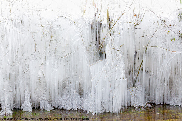 Frozen icicles covering large trees in Norfolk Picture Board by Simon Bratt LRPS