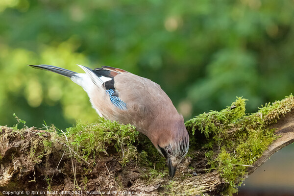 Colourful Jay bird feeding from a moss covered log Picture Board by Simon Bratt LRPS