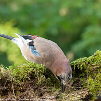 Buy canvas prints of Colourful Jay bird feeding from a moss covered log by Simon Bratt LRPS