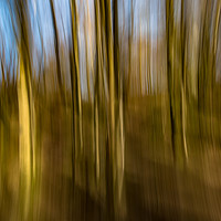 Buy canvas prints of Trees in Motion by Paul Greenhalgh