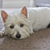 Buy canvas prints of `LILY` the West Highland White Terrier by Ernie Jordan