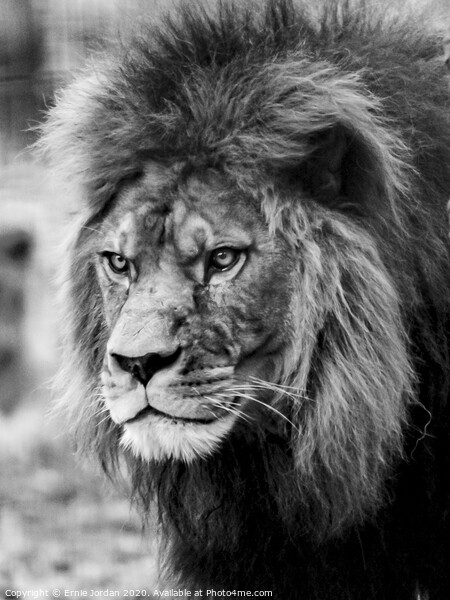 Male Lion Picture Board by Ernie Jordan