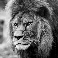 Buy canvas prints of Male Lion by Ernie Jordan