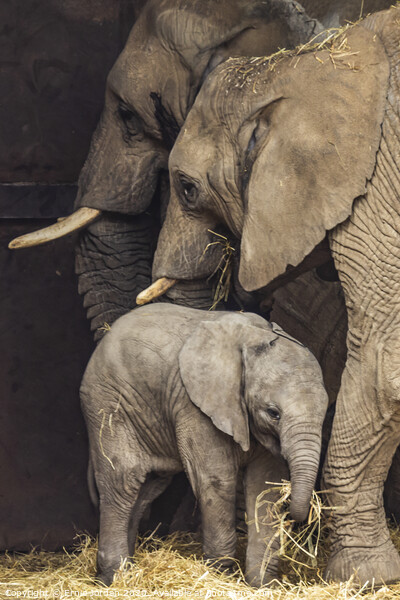 Elephant Family Picture Board by Ernie Jordan