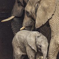 Buy canvas prints of Elephant Family by Ernie Jordan