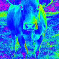 Buy canvas prints of  Blue Cow by Dawn Rigby