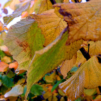 Buy canvas prints of  Dew drops on Autumn leaves. by Dawn Rigby