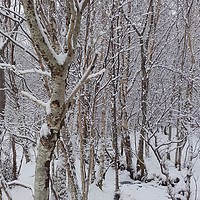 Buy canvas prints of Birch Trees in the Snow by Dawn Rigby