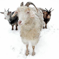Buy canvas prints of Goats in the Snow by Dawn Rigby