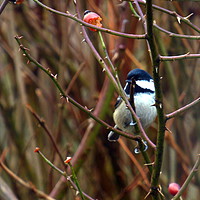 Buy canvas prints of The great tit (Parus major) by Dawn Rigby