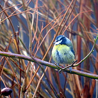 Buy canvas prints of Fluffed up Blue Tit. by Dawn Rigby