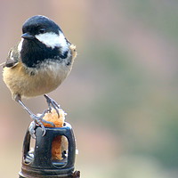 Buy canvas prints of The Great Tit (Parus major) feeding by Dawn Rigby
