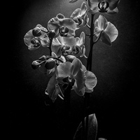 Buy canvas prints of  Orchids by Ashley Cottle