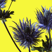 Buy canvas prints of  Blue thistles on Yellow by Ashley Cottle