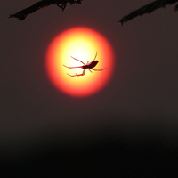 Buy canvas prints of  Spider in the sunset by Jeffrey Greenwood
