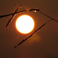 Buy canvas prints of  Sunset in the Spiders web by Jeffrey Greenwood