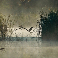 Buy canvas prints of  Green Heron in the early morning mist by Jeffrey Greenwood