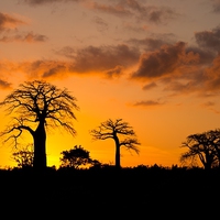 Buy canvas prints of  Baobab Sunset by Max Stevens