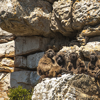 Buy canvas prints of  Baboon family group by Max Stevens