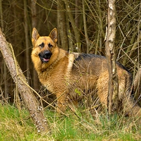 Buy canvas prints of  German Shepherd in the woodland by Max Stevens