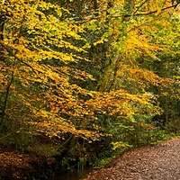 Buy canvas prints of  Autumn Beech Tree walk by Max Stevens