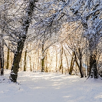 Buy canvas prints of  Sunlit forest of snow by Max Stevens