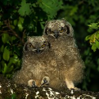 Buy canvas prints of Spotted Eagle Owl chicks (Bubo Africanus) by Max Stevens
