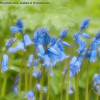 Buy canvas prints of Bluebells in Bloom by Derrick Fox Lomax