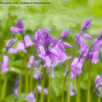 Buy canvas prints of  Bluebells in bloom by Derrick Fox Lomax