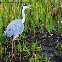 Buy canvas prints of  Grey Heron On Radcliffe Canal by Derrick Fox Lomax