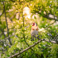 Buy canvas prints of Goldfinch in the trees by Derrick Fox Lomax