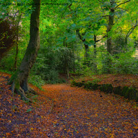 Buy canvas prints of Autumn Woodland In Lancashire by Derrick Fox Lomax