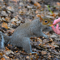 Buy canvas prints of The Grey squirrel by Derrick Fox Lomax