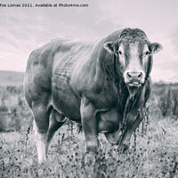 Buy canvas prints of Bull on the farm by Derrick Fox Lomax