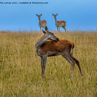 Buy canvas prints of Fallow deer  in yorkshire by Derrick Fox Lomax