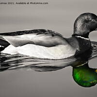 Buy canvas prints of Mallard bird on calm water by Derrick Fox Lomax