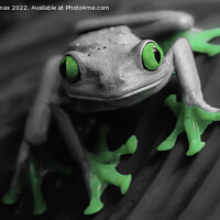 Buy canvas prints of  The Tree frog by Derrick Fox Lomax