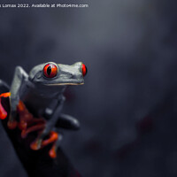 Buy canvas prints of  The Tree frog by Derrick Fox Lomax