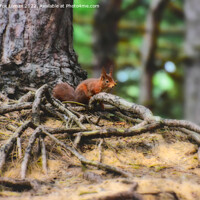 Buy canvas prints of Red Squirrel by Derrick Fox Lomax