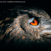 Buy canvas prints of Eagle Owl Portrait by Derrick Fox Lomax