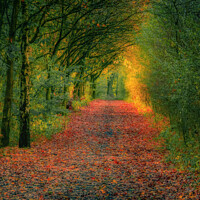 Buy canvas prints of An autumn walk  by Derrick Fox Lomax