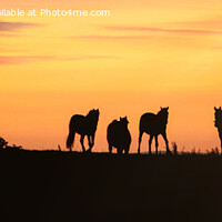 Buy canvas prints of Horses at sunset in Bury lancs by Derrick Fox Lomax