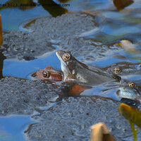 Buy canvas prints of Amorous Amphibians in Radcliffe Waters by Derrick Fox Lomax